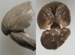 Russiella truncata , внутренности раковины.