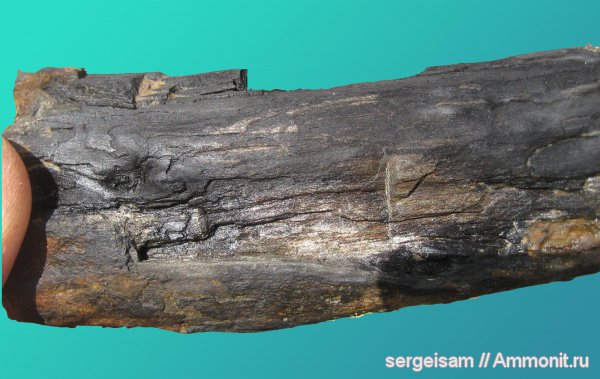 мел, окаменевшее дерево, Cretaceous