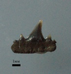 Зуб акулы 2