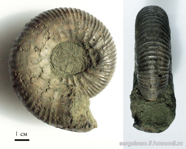 аммониты, юра, Dorsoplanites, волжский ярус, Еганово, Ammonites, Volgian, Jurassic