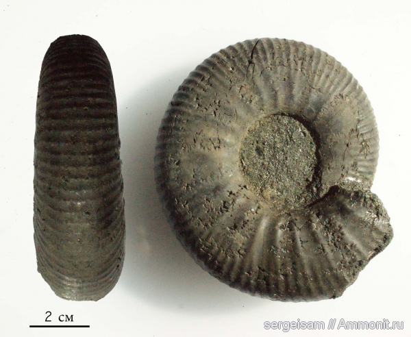 аммониты, юра, Dorsoplanites, Еганово, Ammonites, Jurassic