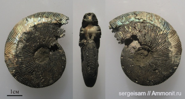аммониты, Virgatites, Virgatites gerassimovi, Ammonites