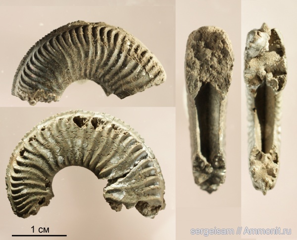 аммониты, Amoeboceras, Ammonites, Amoeboceras reclinatoalternans