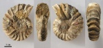 3 Arcthoplites yachromensis