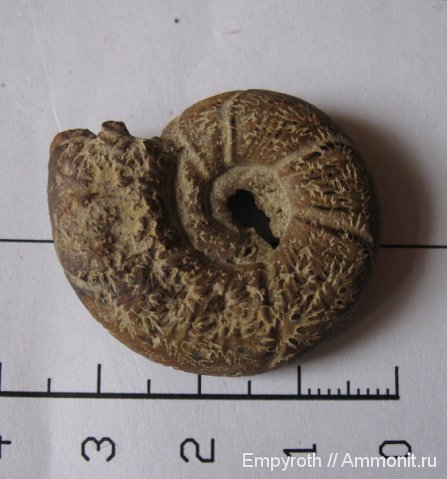 аммониты, Крым, Ammonites
