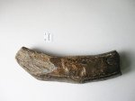 Ребро ископаемого китообразного