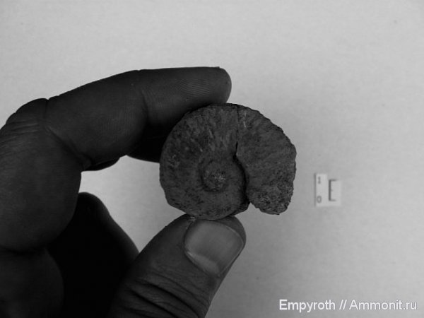 аммониты, Крым, баррем, Ammonites, Barremian