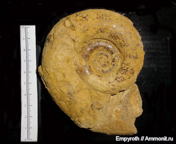 аммониты, Крым, баррем, Biasaloceras, Ammonites, Barremian