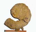 Крупный, 25-и сантиметровый Crioceratites sp. в породе