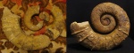 Гетероморфный аммонит Crioceratites sp.