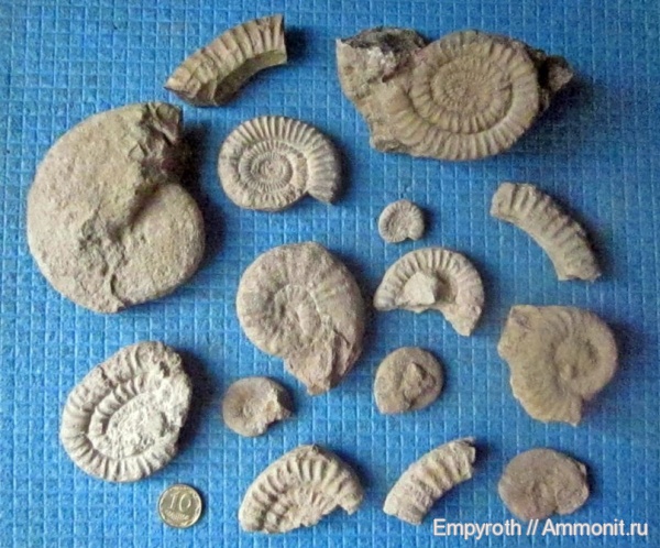 аммониты, Крым, плинсбах, Ammonites, синемюр, Pliensbachian, Sinemurian