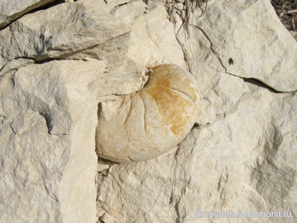 наутилусы, Крым, верхний мел, fossil hunting, Upper Cretaceous