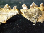 Monachopsis pontica (коренные зубы)