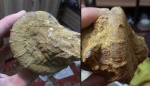 Небольшой нечищеный Crioceratites