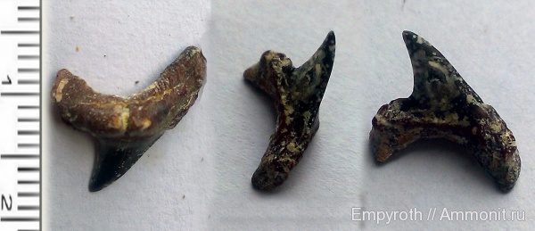 Крым, Alopias, лютеций, Alopias denticulatus