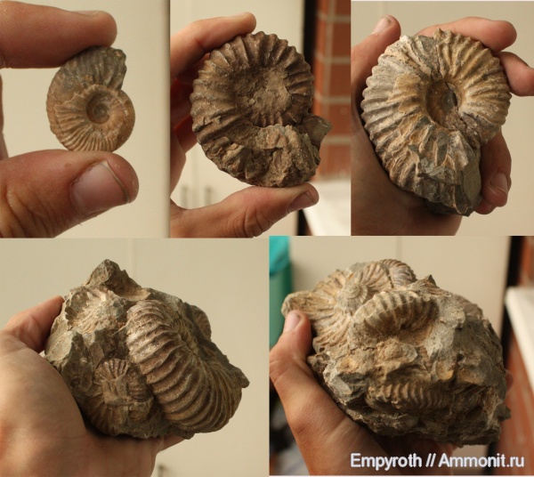 аммониты, мел, Ammonites, Acanthohoplites, Parahoplites, Cretaceous