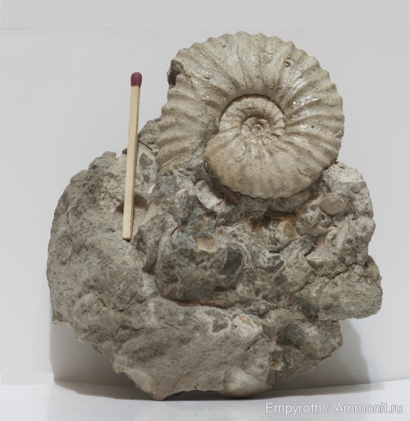 аммониты, мел, Ammonites, Дагестан, Parahoplites, Cretaceous
