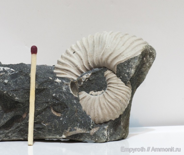 аммониты, мел, Ammonites, Дагестан, Parahoplites, Cretaceous