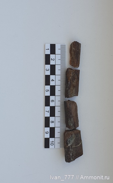 ихтиозавры