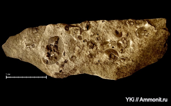 аммониты, нижний мел, берриасский ярус, Угрешский карьер, песчаники