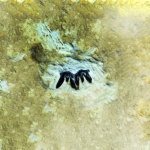 Heslerodus divergens