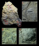 Гжельские трилобиты