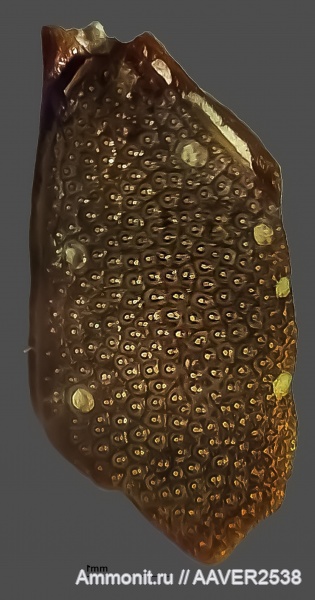 рыбы, Carboniferous, нижний карбон, чешуя, Megalichthys, fish, Sarcopterigyi