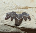 Cladodus sp.