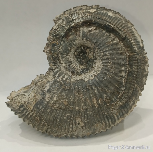 аммониты, юра, Kosmoceras, келловей, Kosmoceratidae, Ammonoidea, Ammonites, Змеинка, Kosmoceras duncani, Callovian, Jurassic, Middle Jurassic