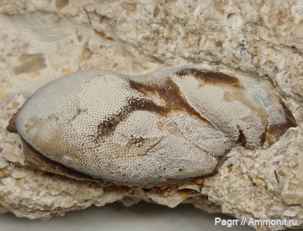 карбон, рыбы, нижний карбон, Poecilodus, зубы рыб, серпуховский ярус, Заборье, fish