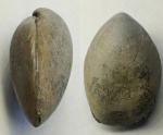 Russiella truncata