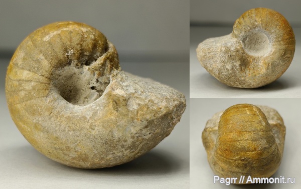 карбон, наутилусы, Nautiloidea, Liroceras, Заборье, Nautilida, Liroceratidae