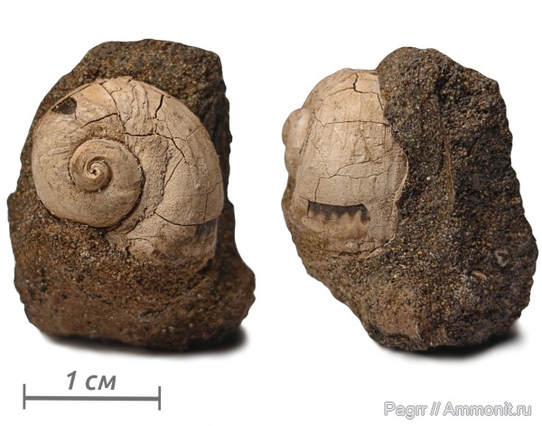 гастроподы, юра, волжский ярус, брюхоногие моллюски, зона Craspedites subditus, Jurassic
