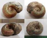 Eboraciceras rybinskianum
