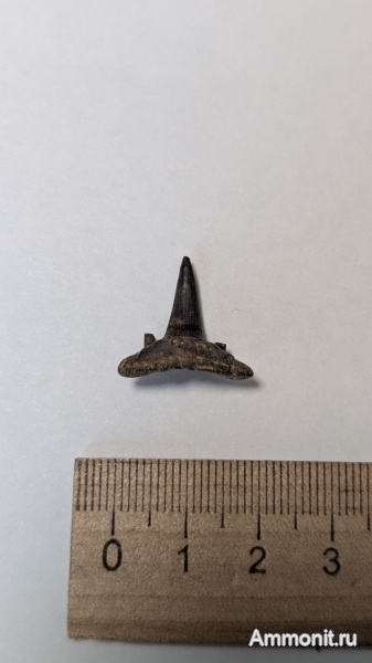 карбон, палеозой, зубы акул, Stethacanthus, Карьер Заборье