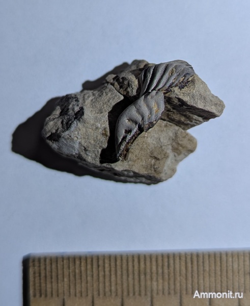 карбон, рыбы, позвоночные, палеозой, Poecilodus