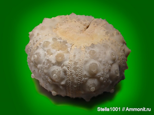 Неогеновый период