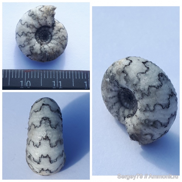 аммониты, Craspedites, Кашпир, Ammonites