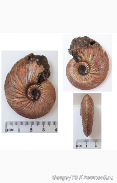 аммониты, Quenstedtoceras, Ammonites