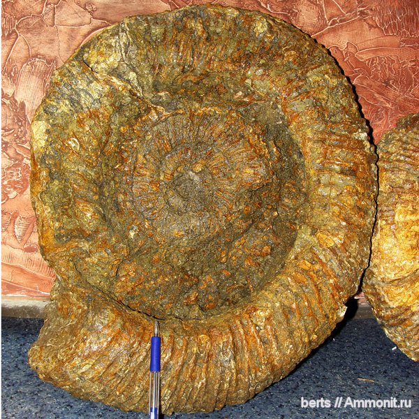 аммониты, музеи, Speetoniceras, Ammonites, Hauterivian