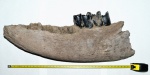 Кусок челюсти носорога Мерка Rhinoceros Mercki