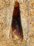 Зуб рыбы или амфибии( ?) в песчанике. Отложения казанского яруса. Тарловка