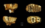 Зуб детеныша Южного слона Archidiskodon meridionalis