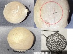 Цистоидея Echinosphaerites Aurantium Цистоидея Echinosphaerites Aurantium