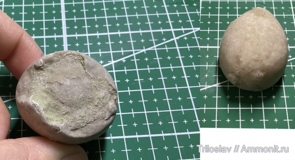 иглокожие, ордовик, р. Волхов, Россия, цистоидеи, палеозой, беспозвоночные, Ленинградская область, средний ордовик, Даривильский век