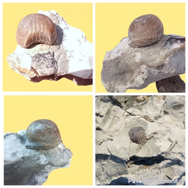 брахиоподы, мел, верхний мел, сантонский ярус, Cyclothyris, губковый горизонт, Santonian, Климовка, Новодевичье