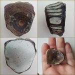 Фрагмент позвонка