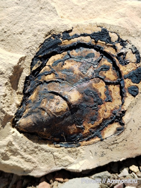 Яблоново-Врагское местонахождение