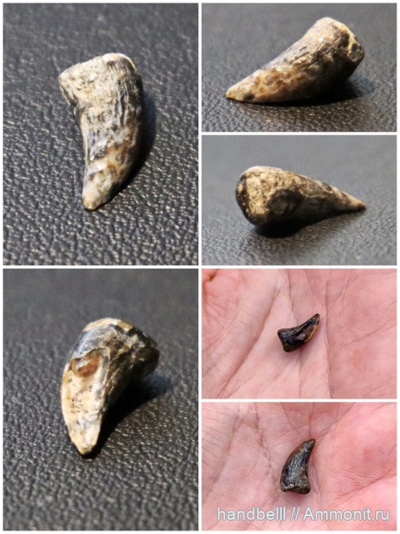 мел, кораллы, зубы, меловой период, брянская область