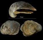 Gryphaea sp. Gryphaea sp.